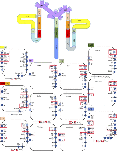 Nephron_all diagram
