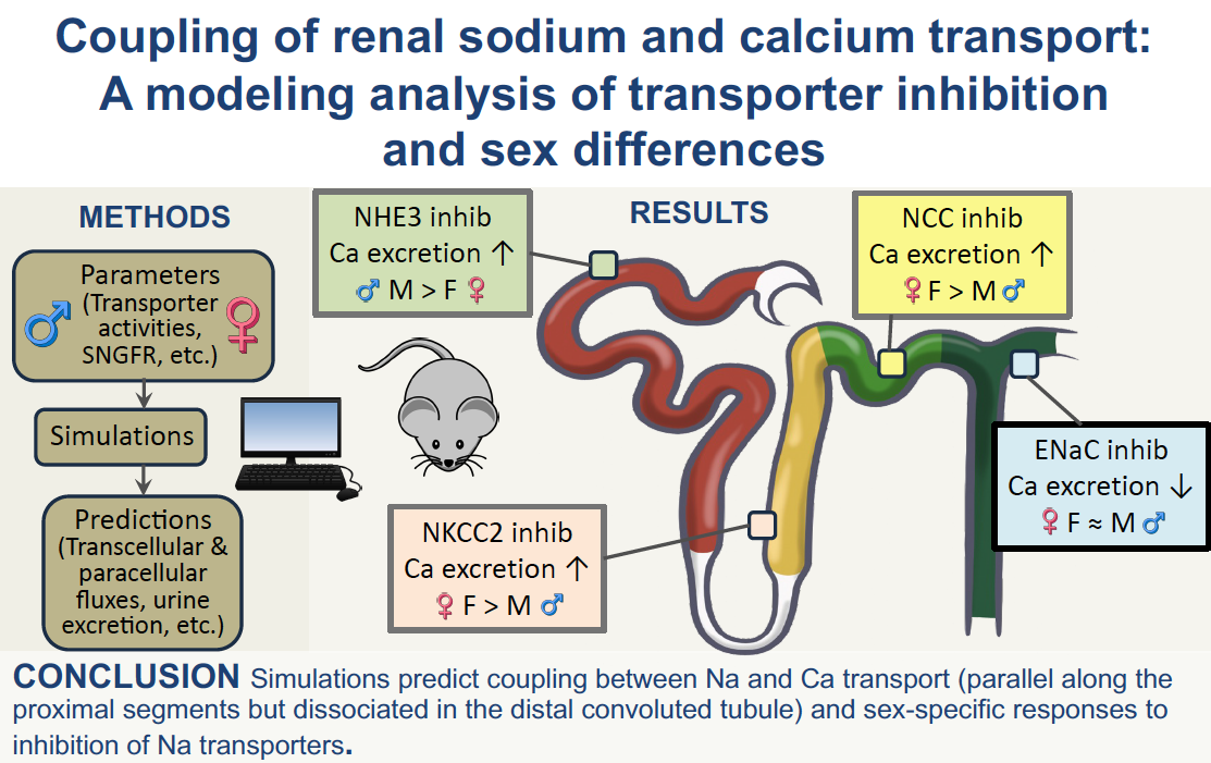 Mechanistic Modeling of Renal Drug Response